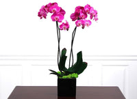 Orchid