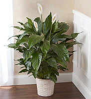 Peace Lily Plant
