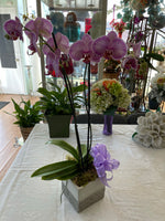 Orchid