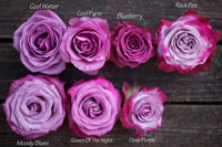 Rose Elegance Deep Purple