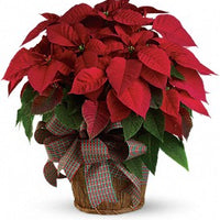 Large Red Poinsettia
