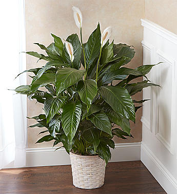 spathiphyllum peace lily indoor plant Peace Lily Plant| Livermore Florist