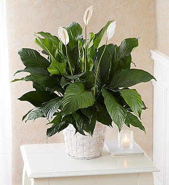 large peace lily near me Peace Lily Plant| Livermore Florist