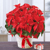 Poinsettia