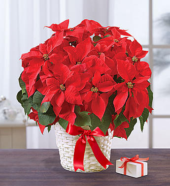 Poinsettia