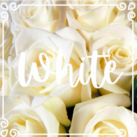 Three white roses in  a bud vase 